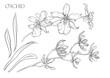 Wild Orchids. Set of flowers on branches with leaves. Isolated vector illustration in colourful and outline.