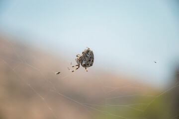 big spider on web in the forest