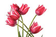 Beautiful bouquet of tulip flowers isolated on a white background