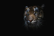 © ADDICTIVE STOCK - Head of tiger in darkness