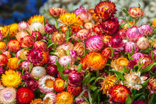 Bouquet Of Vivid Everlasting Or Strawflowers