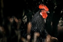 Dramatic Portrait Of A Black Rooster In The Farm