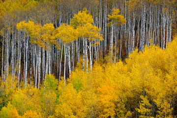 mountainside wilderness forest of fall aspen trees golden and green colors autumn