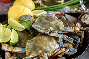 Live blue crab