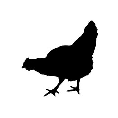 Wall Mural -  silhouette of a hen