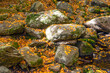 autumn  leaves  fallen on the rocky landscape  of new england