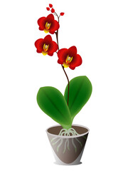 Wall Mural - Red orchid in a pot on a white background.