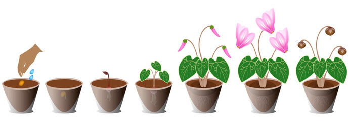 Canvas Print - Growth cycle of cyclamen in a pot on a white background.