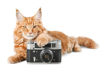 Wall Mural - Adorable red cat isolated  with camera on white background