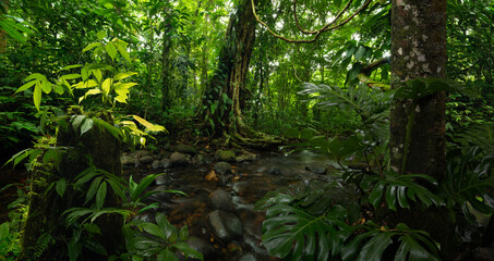 Canvas Print - Rainforest in Central America