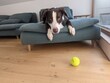 Cute brown dog lying on a sofa and looking for a ball with copy space