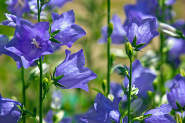 Wall Mural - blue garden bells close-up. Bluebells blooming in the garden