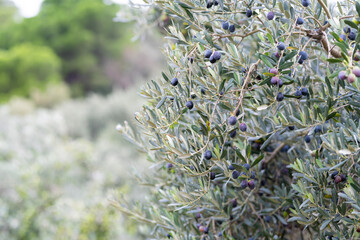 Wall Mural - Olive trees full of olives.  Gemlik olive tree gardens. Selective focus. Gemlik district. Turkey.