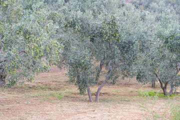 Wall Mural - Olive trees full of olives.  Gemlik olive tree gardens. Selective focus. Gemlik district. Turkey.