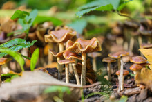 Psilocybe Cyanescens (sometimes Referred To As Wavy Caps Or As The Potent Psilocybe) Is A Species Of Potent Psychedelic Mushroom.It Belongs To The Family Hymenogastraceae. 