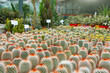 Lots of mammillaria cacti expressed in the garden greenhouse and against the backdrop of large cacti for sale.