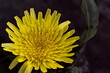 Żółty kwiat rośliny z rodziny złożonych . Jesienne kwiaty wabiące pszczoły .