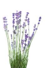 Bunch Of Lavender On White Background