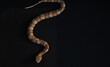Venomous copperhead snake with green tail in slither while isolated on black background by copy space.