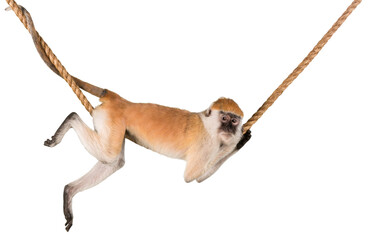 Monkey Hanging On Rope - Isolated