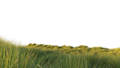 Wall Mural - grass field isolated