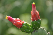 Cochineal Nopal Cactus Or Opuntia Cochenillifera, Cereus Hexagonus, Cacto Palmatoria - Caatinga Biome - Northeast Brazil