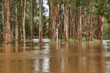 Yarra River Breaks It's Banks Between Yarra Glen and Coldstream, Victoria. Extensive Flooding of Roads and Farmland As a Result