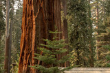 Fototapeta Panele - Young Pine Grows At The Base of Sequoia Grove