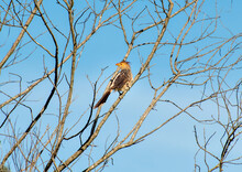 Guira Cuckoo Bird (Guira Guira) In A Tree With Blue Sky In The Background