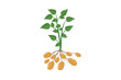 © wachied - Potato plant with leaves and roots. Vector illustration flat design