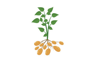 potato plant with leaves and roots. vector illustration flat design