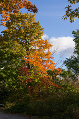 Wall Mural - Beautiful landscape. Autumn in garden, fall in the mountain. Autumn trees. all about autumn tress,flowers,grace etc.