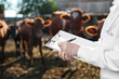 Veterinarian examining cows in paddock on farm