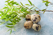 Fresh quail eggs and plant branch on color background, closeup