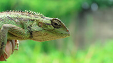 Close-up Of Bright Green Chameleon Head Isolated On Blurred Background