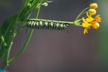 Monarch Caterpillar On Stem