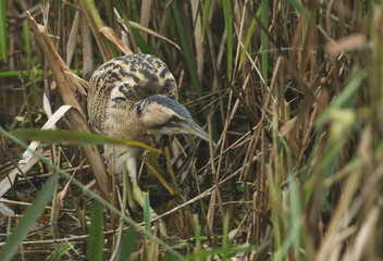 Wall Mural - a rare hunting bittern, botaurus stellaris, searching for food in a reedbed at the edge of a lake.