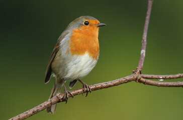 Wall Mural - a pretty robin, redbreast, erithacus rubecula, perching on a branch of a tree in woodland.