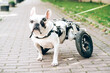 Dog with disabilities on a walk. Disabled french bulldog walking in wheelchair. Dog's mobility problems. Paralysed dog in wheel cart