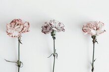 Pink Carnation Flowers Close Up On White Background Top View. Flowers  Background.Minimal Floral Card. Poster