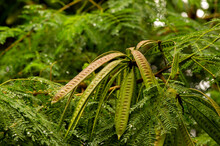 River Tamarind (Leucaena Leucocephala) With Green Blurred Background