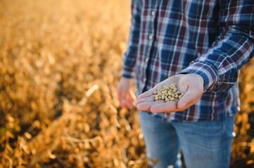 Farmer or agronomist inspecting soybean field.