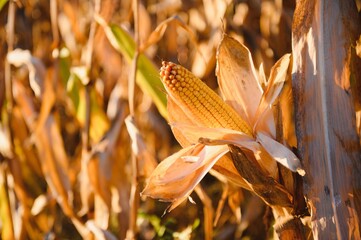 close-up yellow ripe corn on stalks for harvest in agricultural cultivated field, fodder industry.