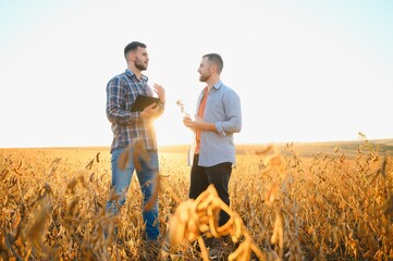 Two farmers in a field examining soy crop at sunset