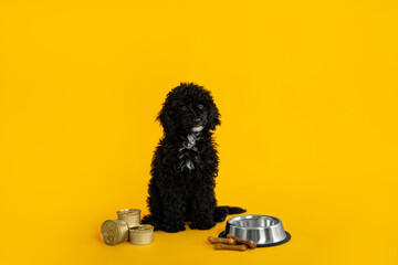 Concept of home pet on yellow background, black toy poodle