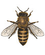 honey bee vector illustration, insect pict art