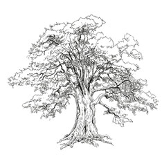 vector illustration of an oak tree. the oak tree is one of the oldest trees that can live up to a th