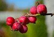 czerwone rajskie jabłuszka, jabłoń ozdobna (Malus pumila)	