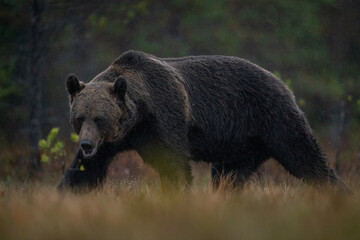 Wall Mural - brown bear walking in the rain late in the evening