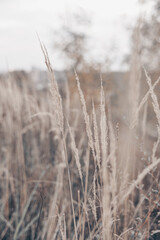 Wall Mural - Pampas grass in autumn. Natural background. Dry beige reed. Pastel neutral colors and earth tones. Banner. Selective focus.